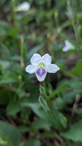 Asystasia intrusa