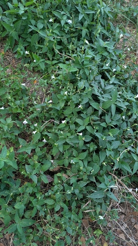 Asystasia intrusa