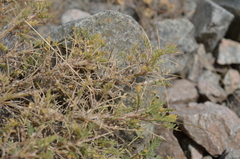 Astragalus lasiosemius