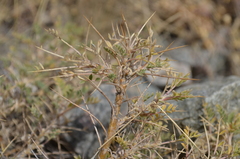 Astragalus lasiosemius
