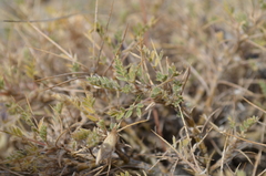 Astragalus lasiosemius