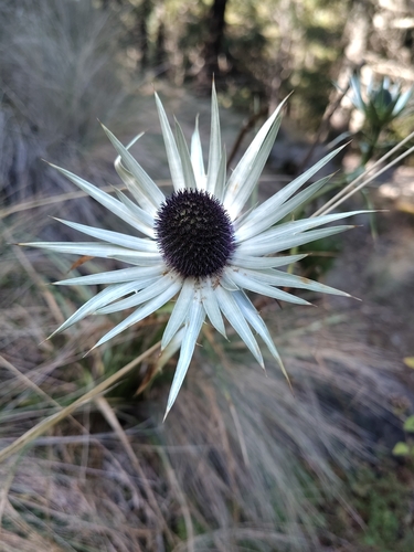 Mexican Sea holly (Eryngium proteiflorum)