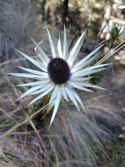 Eryngium proteiflorum, photograph (c) Lucas Kaminski, some rights reserved (CC BY)