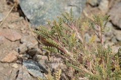 Astragalus lasiosemius