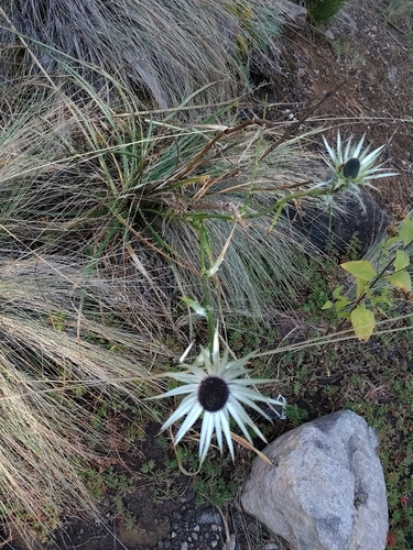 Eryngium proteiflorum, photograph 4