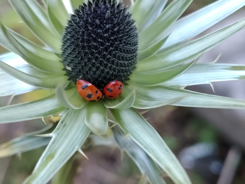 Eryngium proteiflorum, photograph 5