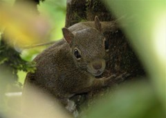 Sciurus aestuans ingrami