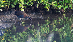 Gallirallus torquatus