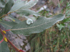 Salix pantosericea