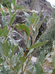 Salix pantosericea