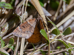 Epirranthis diversata