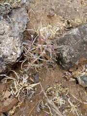 Ferocactus recurvus recurvus