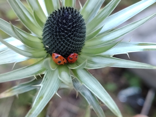 Eryngium proteiflorum, photograph 6