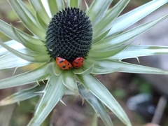Eryngium proteiflorum, photograph (c) Lucas Kaminski, some rights reserved (CC BY)