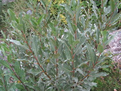 Salix pantosericea