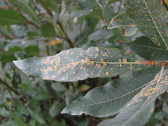 Salix pantosericea