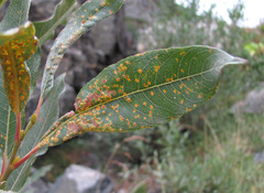 Salix pantosericea