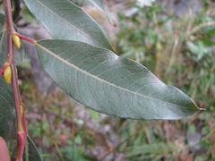 Salix pantosericea