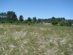 Stipa borysthenica