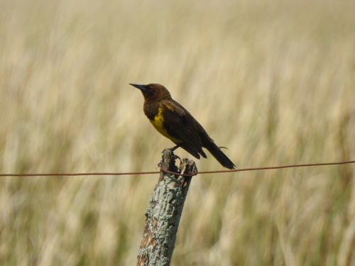 Brown-and-yellow Marshbird (Pseudoleistes virescens), photo 10