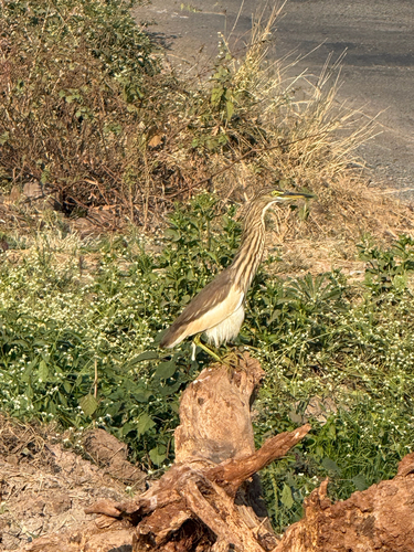 Indian Pond-Heron