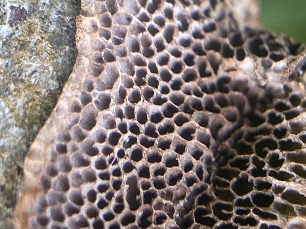Phaeotrametes decipiens · October 2025 · photo: © carancho (iNaturalist, cc-by)