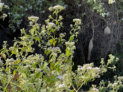 Siam weed