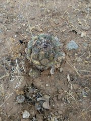 Coryphantha pallida