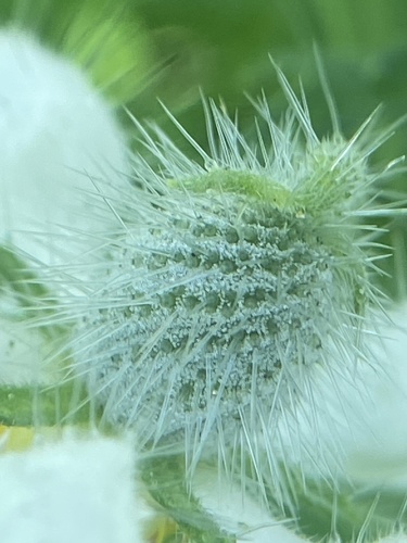 Blumenbachia insignis, photograph 4