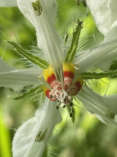 Blumenbachia insignis, photograph 5