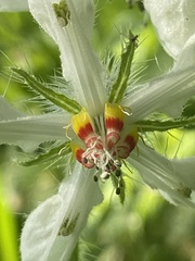 Blumenbachia insignis, photograph (c) Leonel Roget, some rights reserved (CC BY)