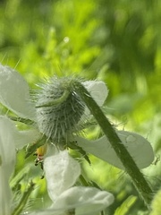 Blumenbachia insignis, photograph (c) Leonel Roget, some rights reserved (CC BY)