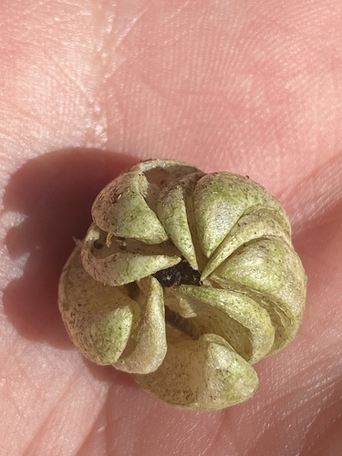 Blumenbachia insignis, photograph 1