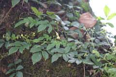 Solanum appendiculatum