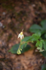 Solanum appendiculatum