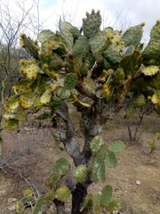 Opuntia velutina