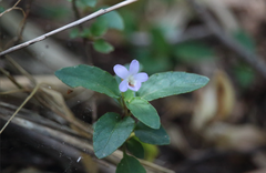 Viola capillaris