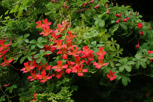 Tropaeolum speciosum (Tropaeolum speciosum)