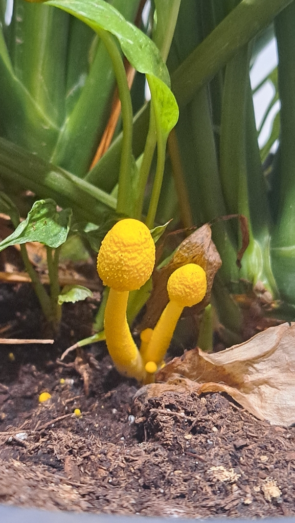 Leucocoprinus birnbaumii · December 2025 · photo: © dgwdoesthings (iNaturalist, cc0)