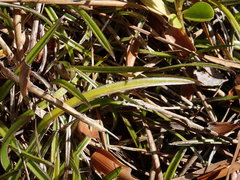 Astelia linearis