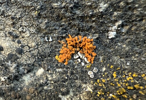 Zierliche Gelbflechte