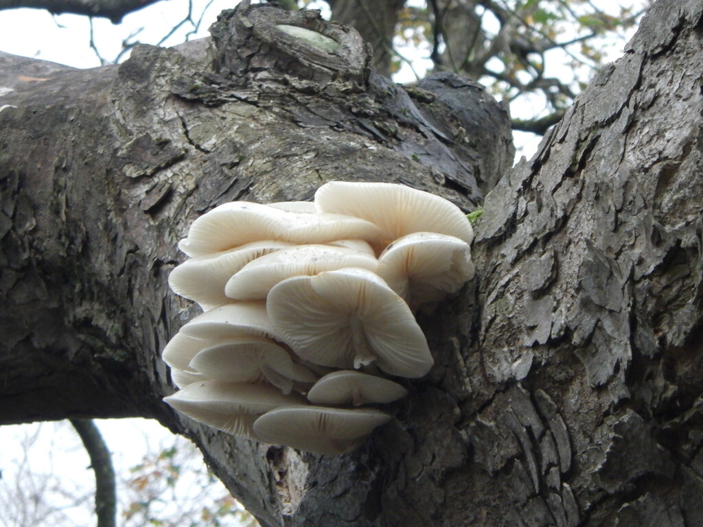 Oudemansiella mucida · November 2025 · photo: © bobglen (iNaturalist, cc-by)
