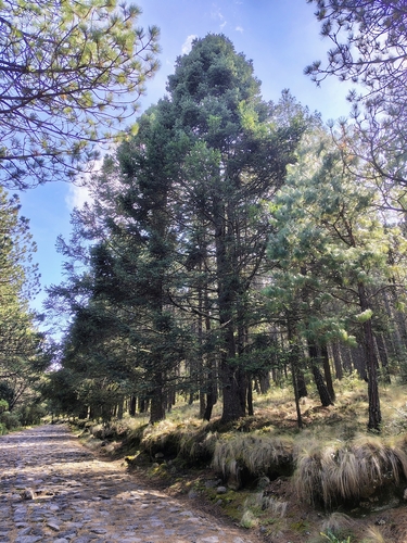 sacred fir (Abies religiosa)