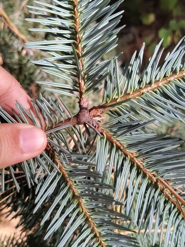 Abies religiosa, photograph 2