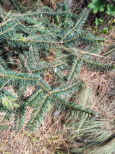 Abies religiosa, photograph 3