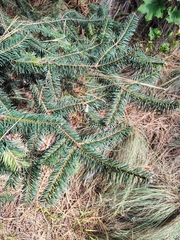 Abies religiosa, photograph (c) Lucas Kaminski, some rights reserved (CC BY)