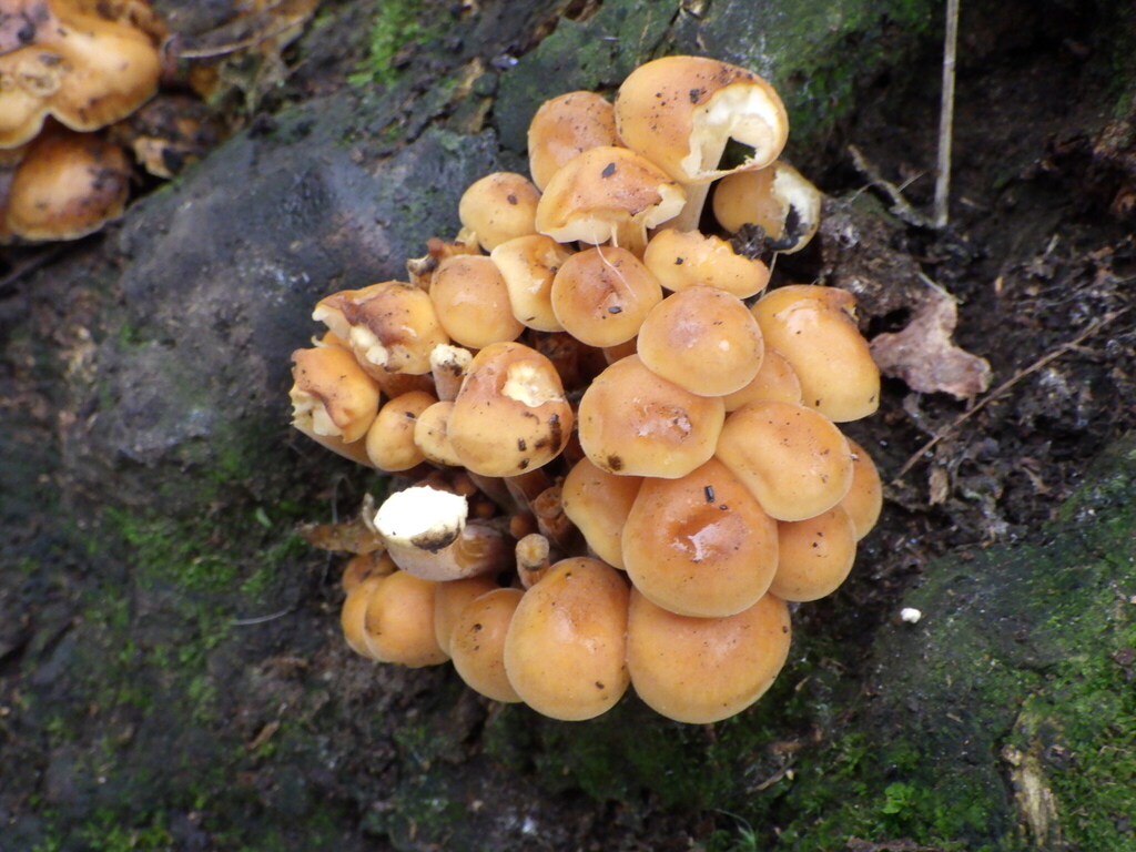 Flammulina · November 2025 · photo: © bobglen (iNaturalist, cc-by)
