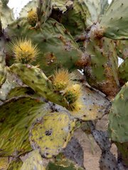 Opuntia velutina