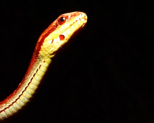Prado's Coastal House Snake