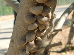 Euryptyxis latireflexa